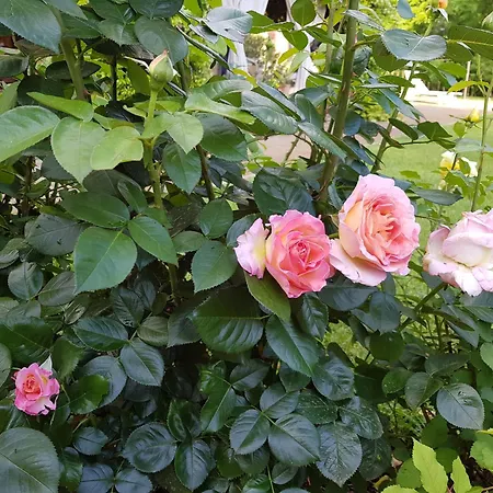 La Villa delle Rose-2